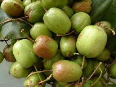 昆明枣子种植基地供应量9吨图2