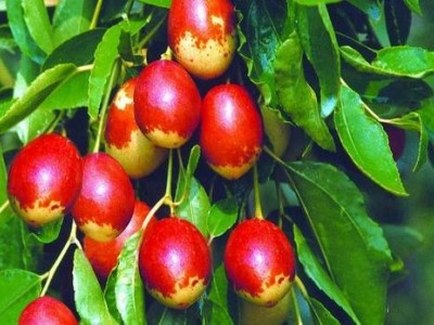 昆明枣子种植基地供应量9吨图9