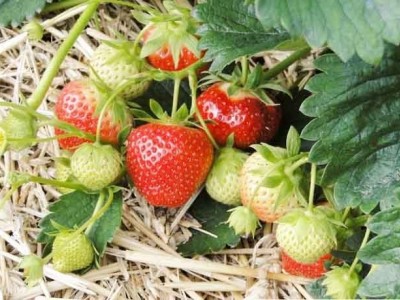 云南仙农生态草莓种植有限公司图2
