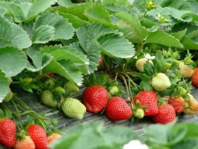 云南仙农生态草莓种植有限公司图4