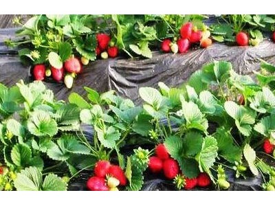 云南仙农生态草莓种植有限公司