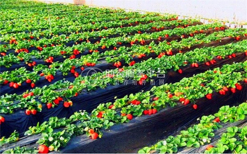 云南仙农生态草莓种植有限公司图7