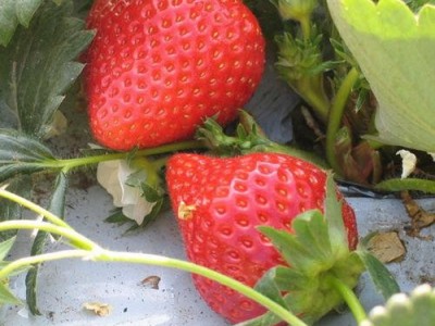 云南仙农生态草莓种植有限公司图8
