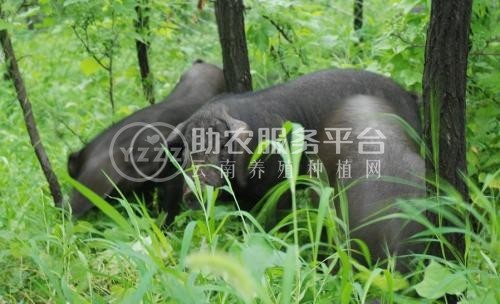 丽江黑山土猪养殖基地供应1万头图1