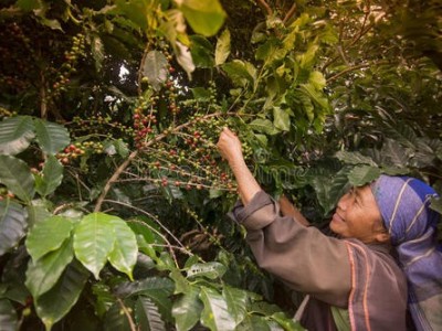 昆明咖啡种植基地供应量9吨图7