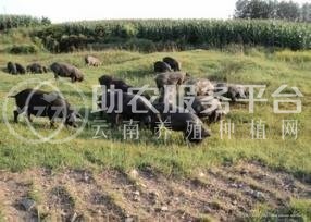 丽江黑山土猪养殖基地供应1万头图3