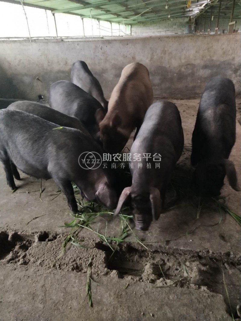 丽江黑山土猪养殖基地供应1万头图4