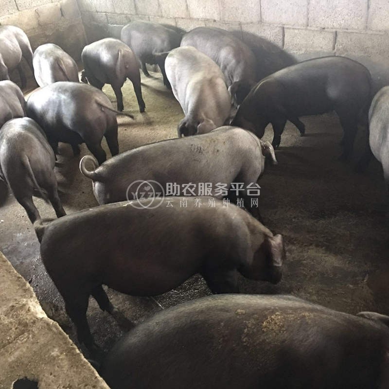丽江黑山土猪养殖基地供应1万头图5