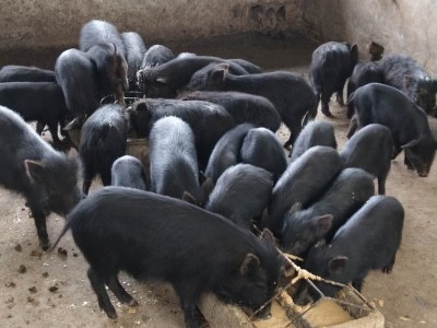 丽江黑山土猪养殖基地供应1万头图6