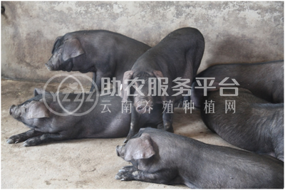 丽江黑山土猪养殖基地供应1万头图7
