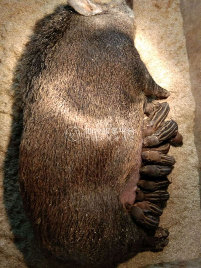 丽江黑山土猪养殖基地供应1万头图8