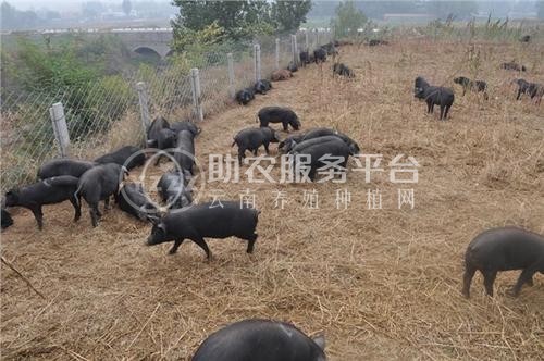 丽江黑山土猪养殖基地供应1万头图9