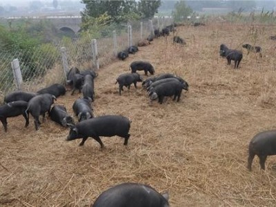 丽江黑山土猪养殖基地供应1万头图9