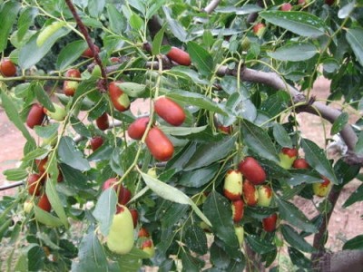 昆明枣子种植基地供应量5吨