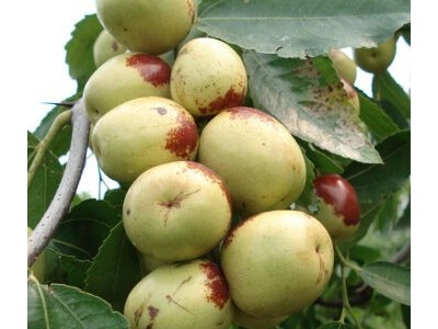 昆明枣子种植基地供应量5吨图4