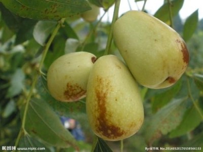 昆明枣子种植基地供应量5吨图6