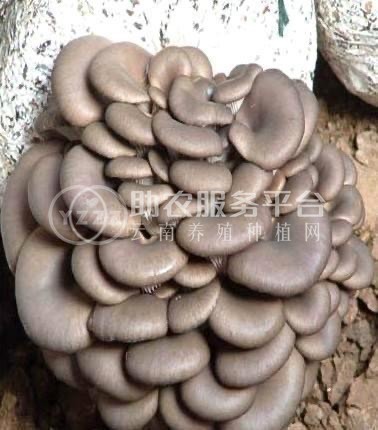 大理市双龙食用菌种植合作社供应量5吨图2