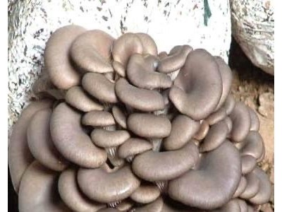 大理市双龙食用菌种植合作社供应量5吨图2