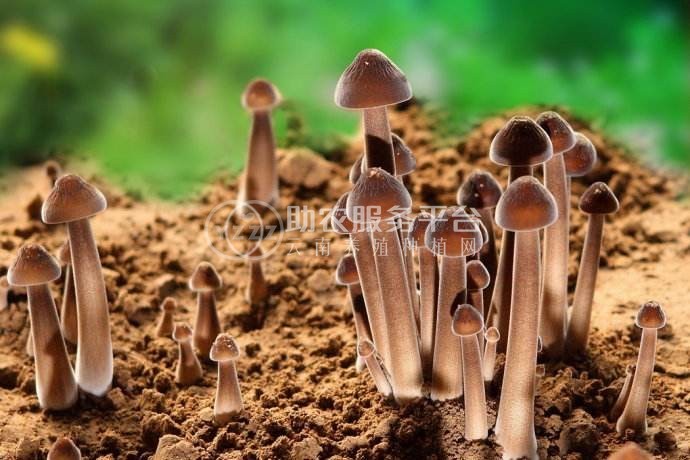 大理市双龙食用菌种植合作社供应量5吨图3