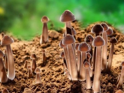 大理市双龙食用菌种植合作社供应量5吨图3