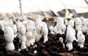 大理市双龙食用菌种植合作社供应量5吨图4