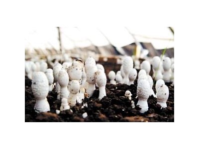 大理市双龙食用菌种植合作社供应量5吨图4