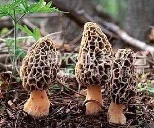 大理市双龙食用菌种植合作社供应量5吨图5
