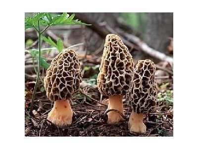 大理市双龙食用菌种植合作社供应量5吨图5