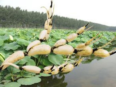 昆明藕种植基地供应量10吨图4