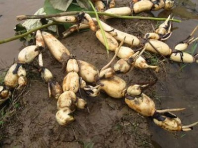 昆明藕种植基地供应量10吨图2
