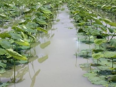 昆明藕种植基地供应量10吨图5