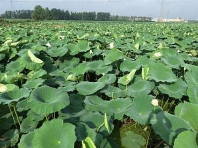 昆明藕种植基地供应量10吨图6