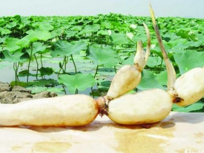 昆明藕种植基地供应量10吨图7