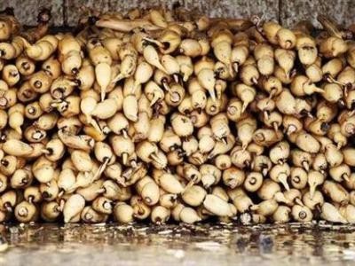 昆明藕种植基地供应量10吨图9