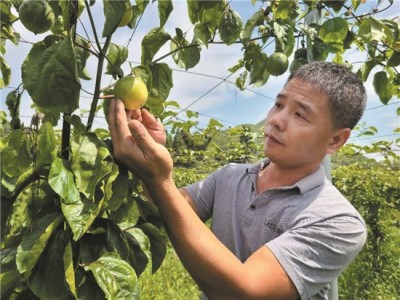 丽江百香果荟百香果种植基地供应5吨图8