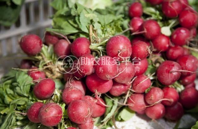 云南曲靖振民萝卜农业养殖基地 200亩图1