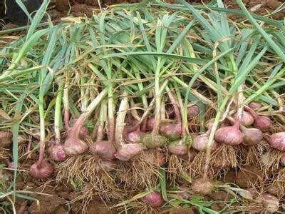 昆明大蒜种植基地供应量9吨图2