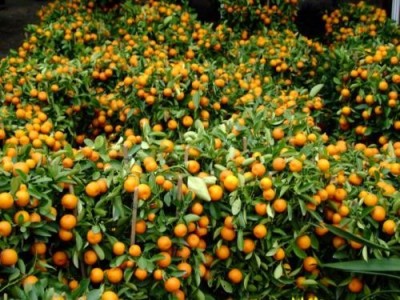 昆明桔子种植基地供应量9吨