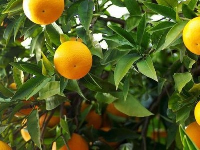 昆明桔子种植基地供应量9吨图3