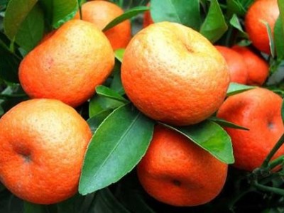 昆明桔子种植基地供应量9吨图2