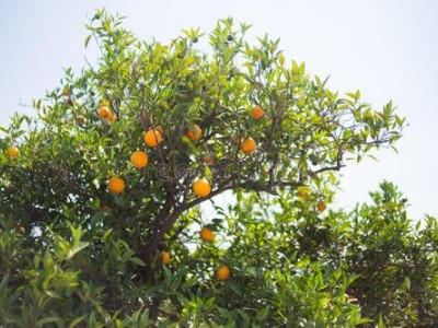 昆明桔子种植基地供应量9吨图6