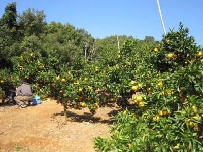 昆明桔子种植基地供应量9吨图7