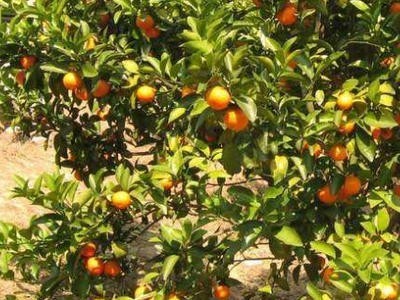 昆明桔子种植基地供应量9吨图5