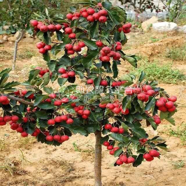 楚雄刺山楂种植基地供应10吨图1