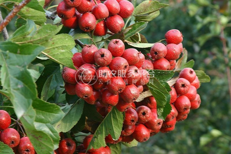 楚雄刺山楂种植基地供应10吨图2