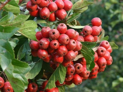 楚雄刺山楂种植基地供应10吨图2