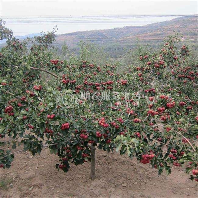 楚雄刺山楂种植基地供应10吨图4