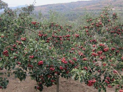 楚雄刺山楂种植基地供应10吨图4