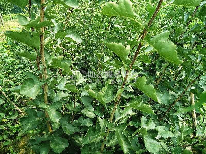 楚雄刺山楂种植基地供应10吨图5