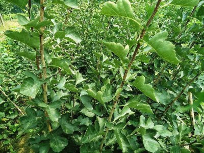 楚雄刺山楂种植基地供应10吨图5
